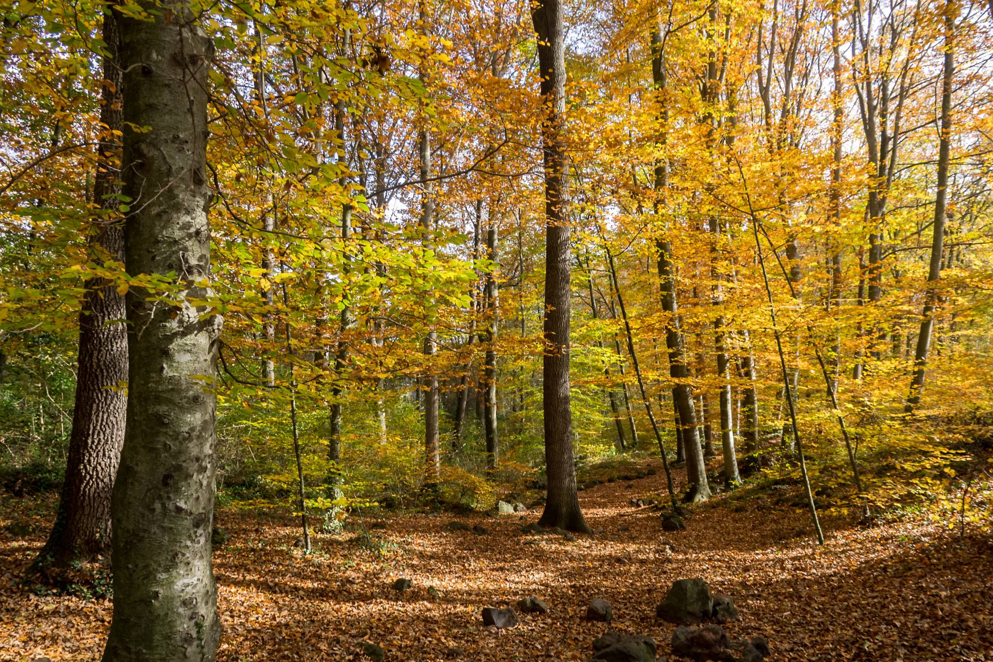 Des habitats forestiers à conserver 