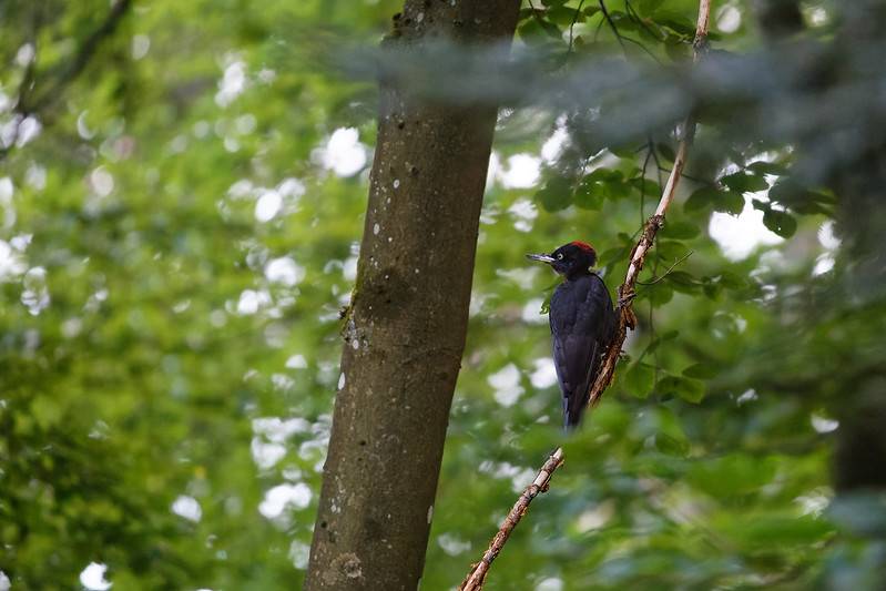 Pic noir (Dryocopus martius)